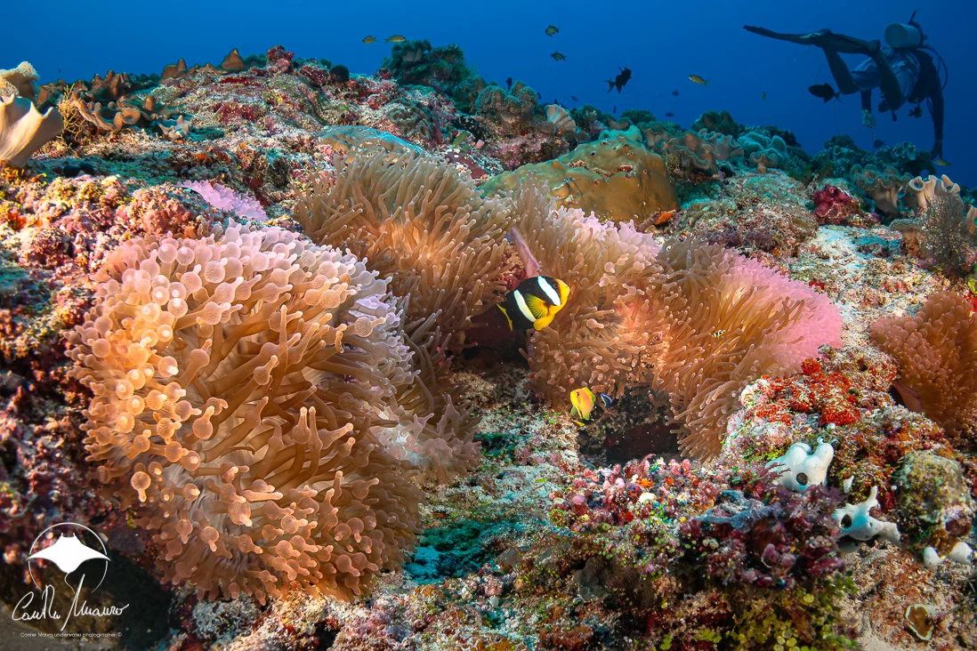 Clownfish and anemones with a diver passing above.