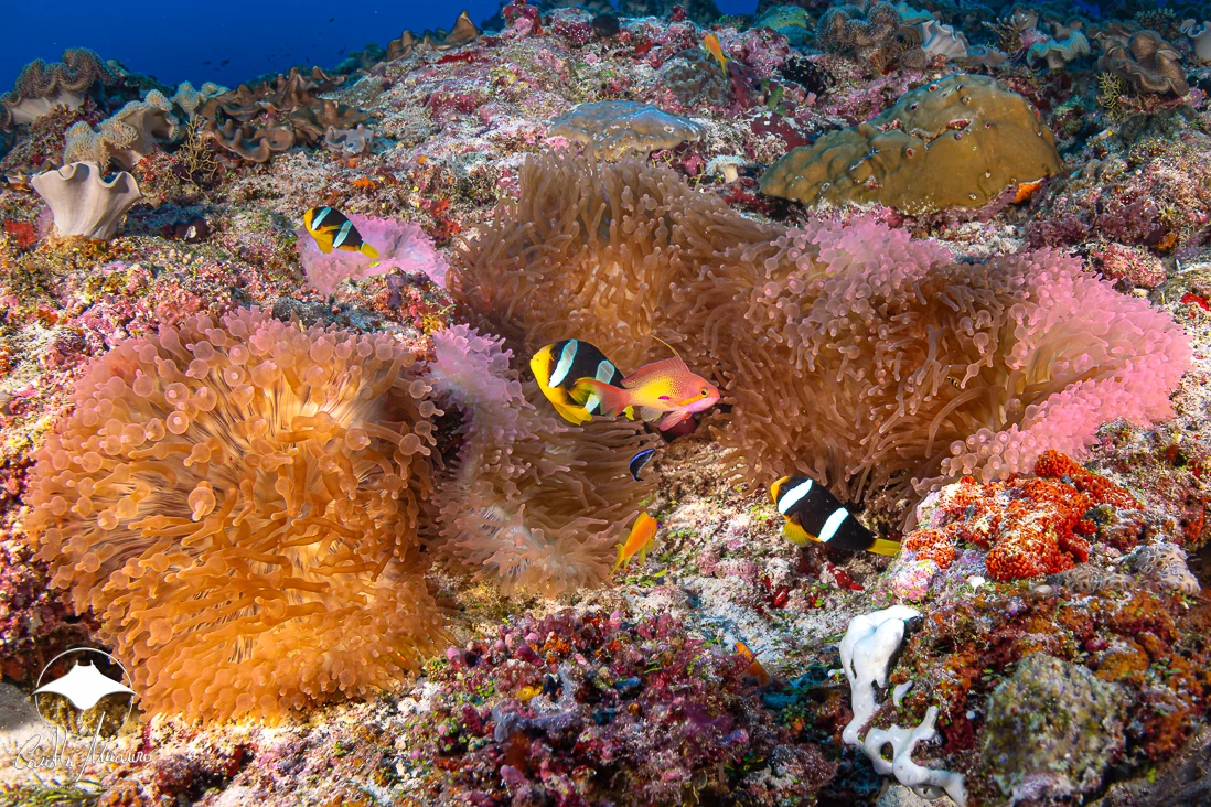 A lively gathering of clownfish among the anemones.
