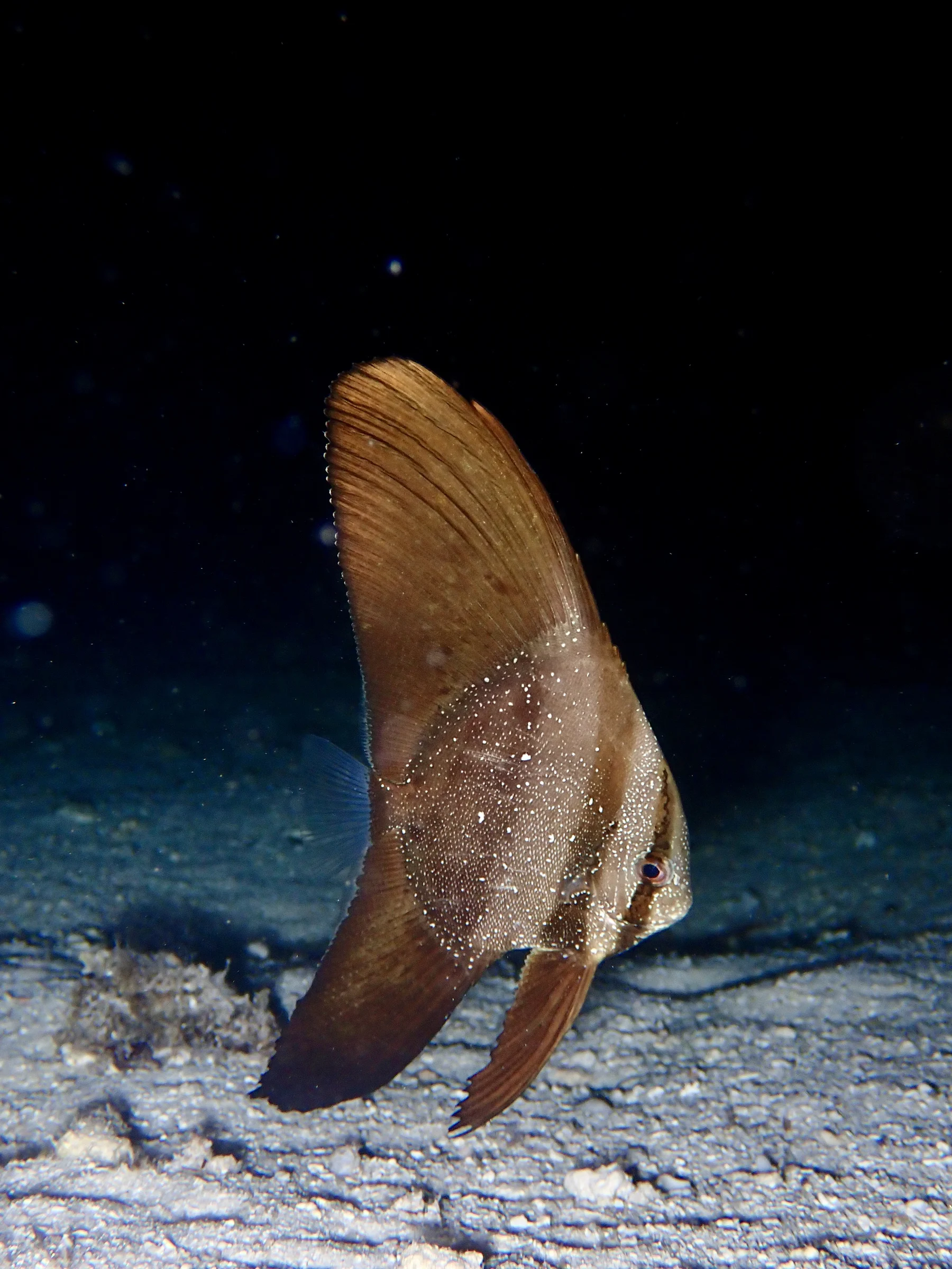 A batfish hovers quietly above the sandy reef.