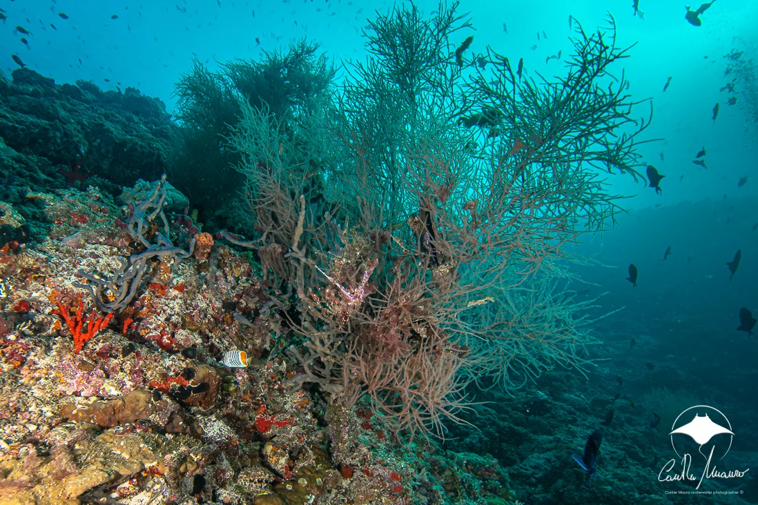 Branching coral rises from a colourful reef slope.