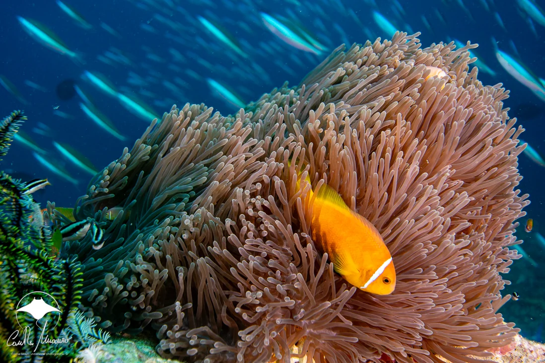 A bright clownfish framed by flowing anemone tentacles.