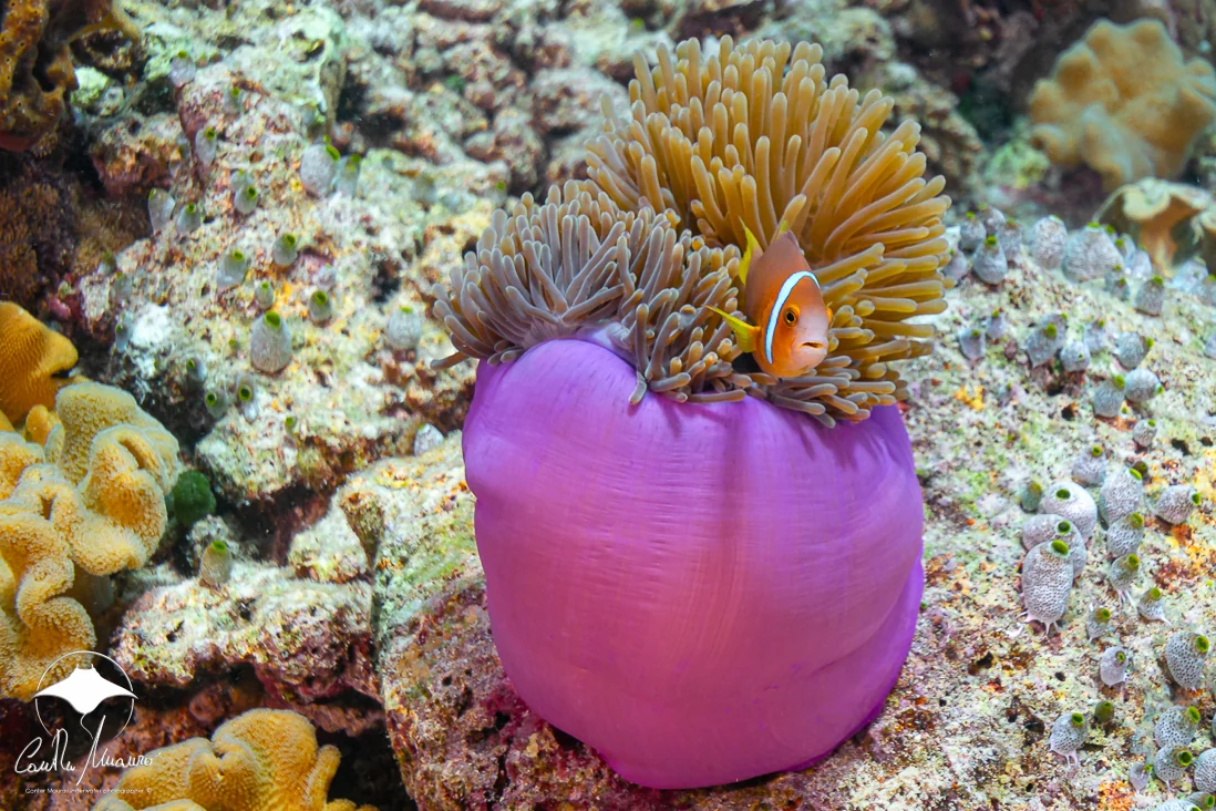 A clownfish peeks from a vivid purple anemone.