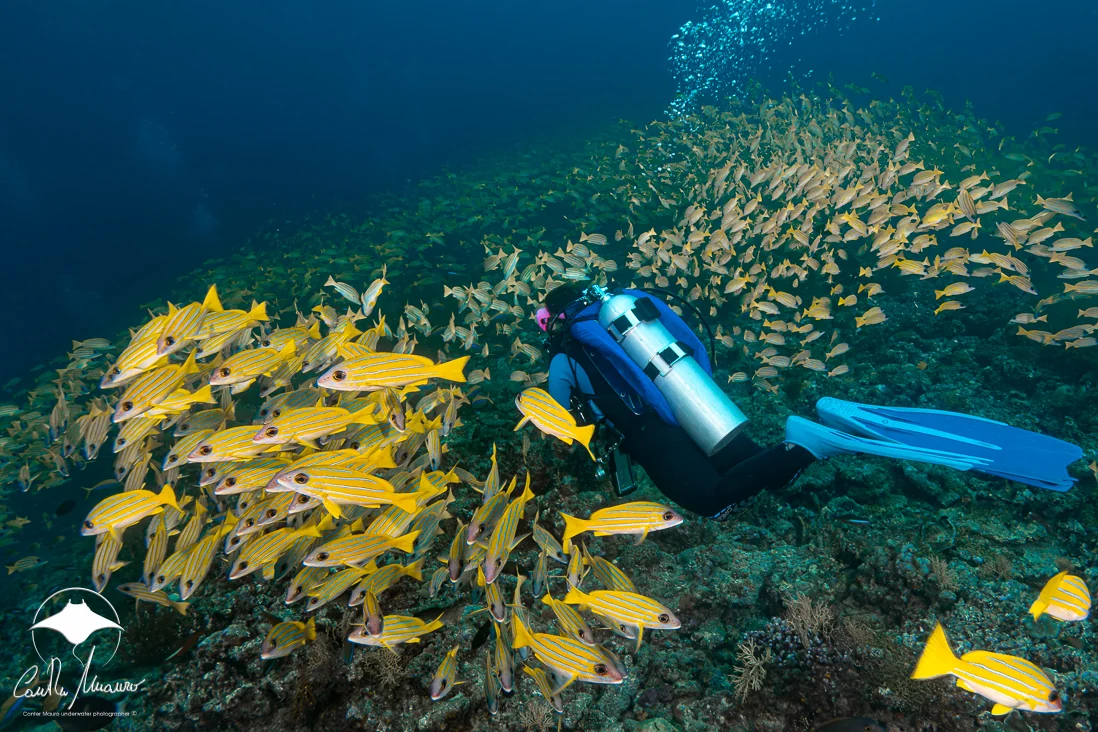 A diver moves alongside a dense school of snapper.