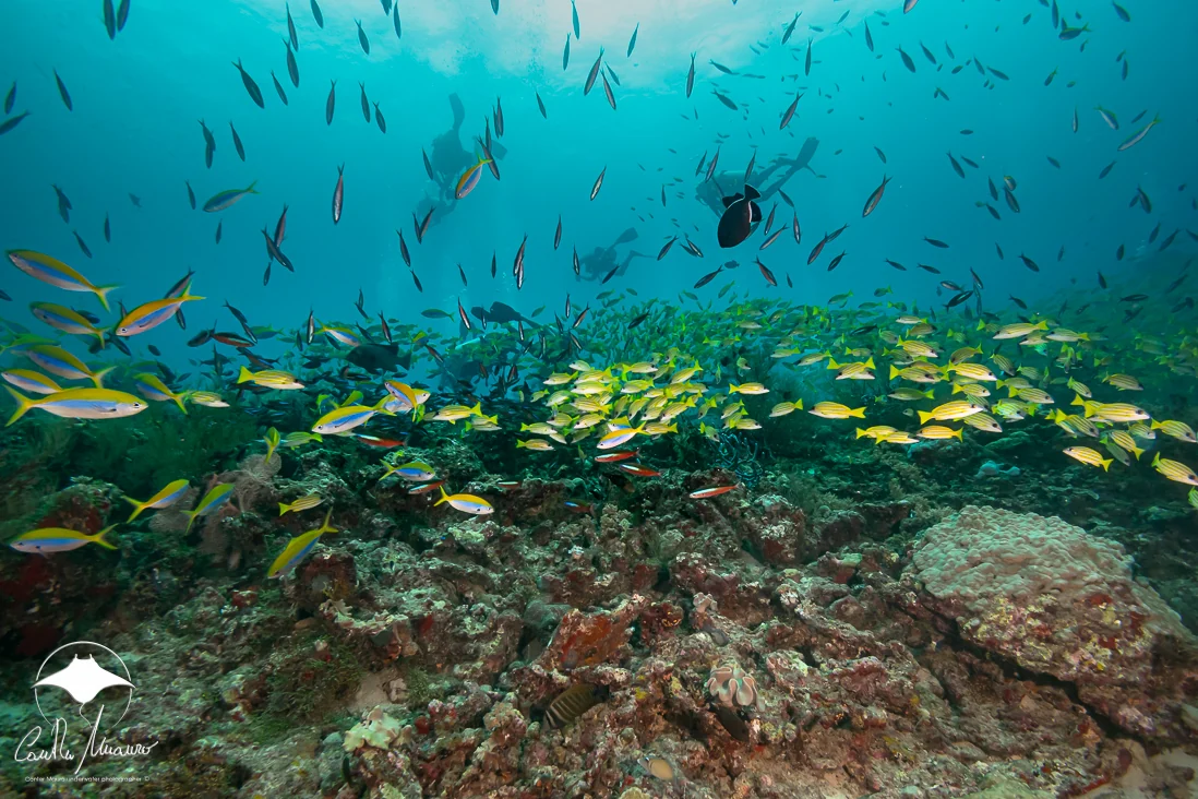 Divers drift above a busy reef community.