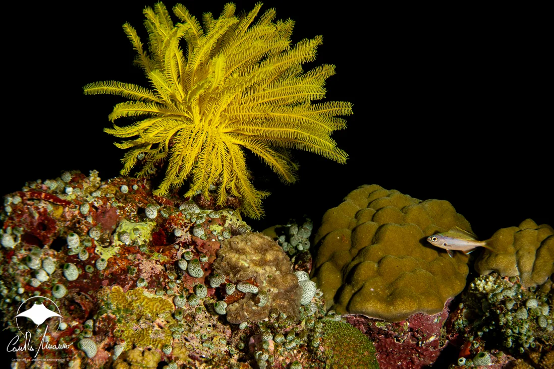 A golden feather star opens above the reef after dark.
