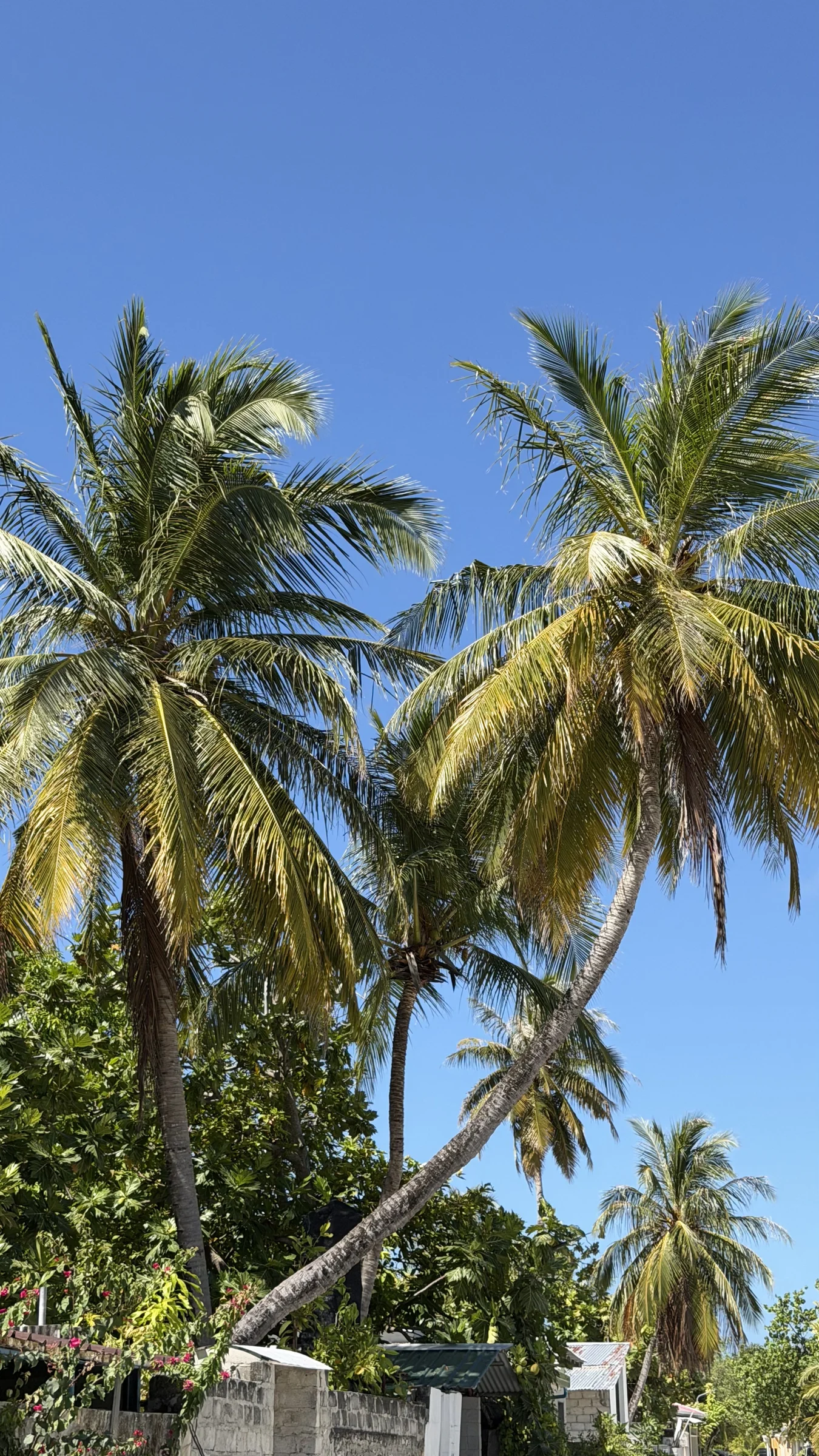 Coconut palms beneath a clear Dhangethi sky.