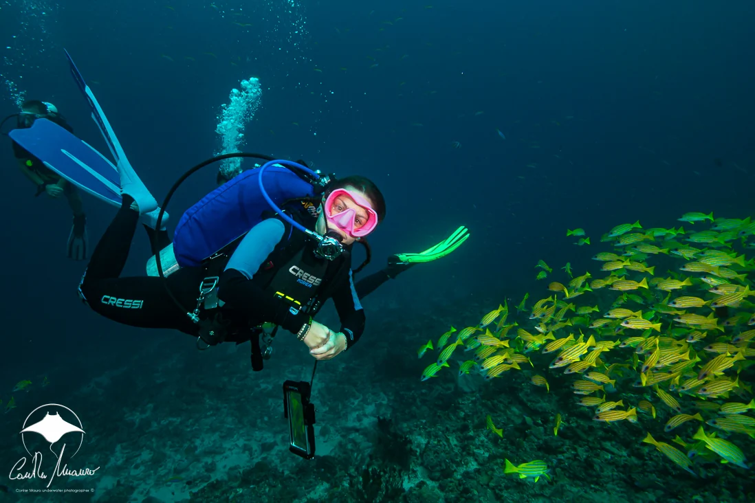 A guest diver pauses beside a school of reef fish.