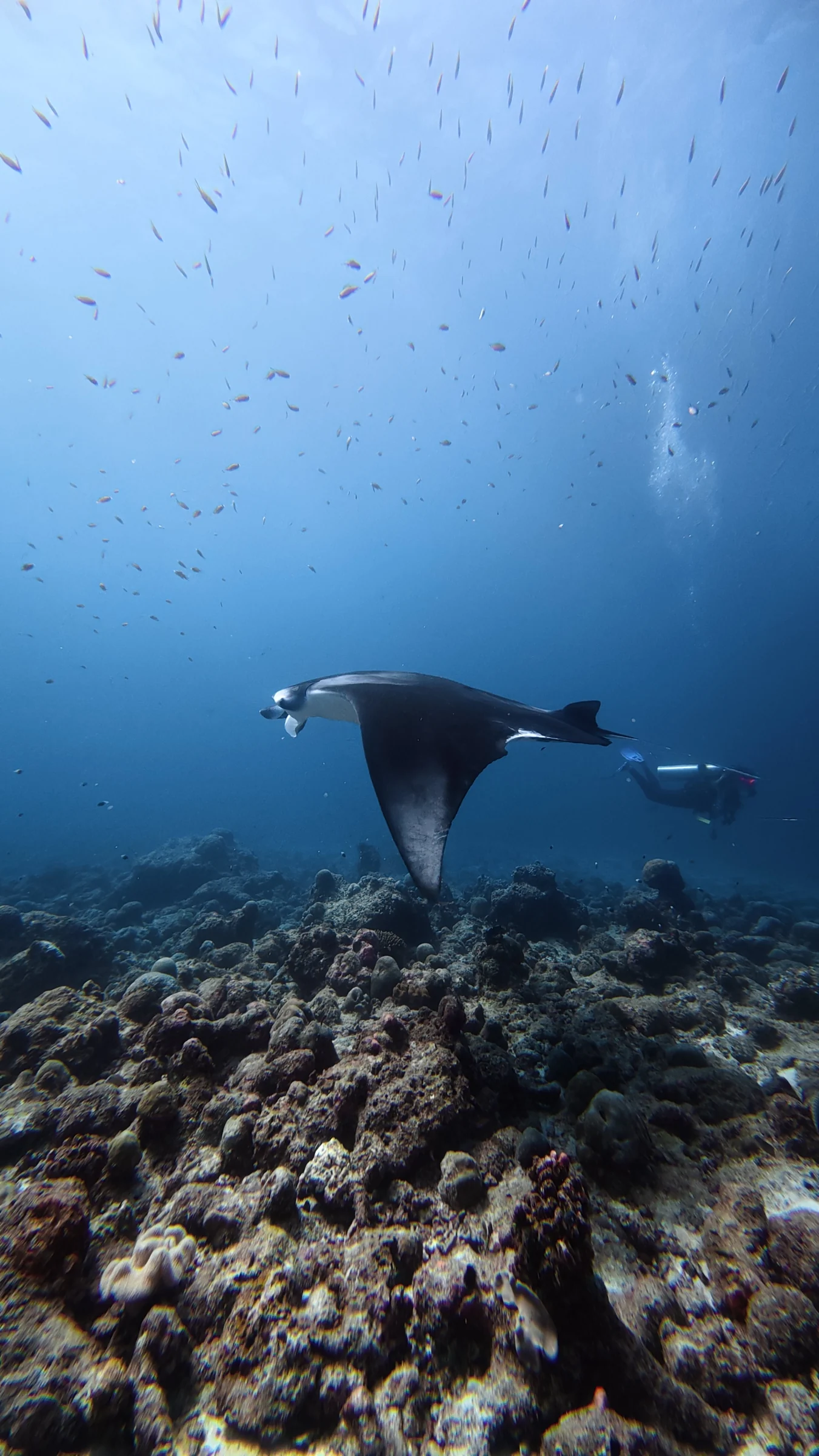 A manta sweeps past a diver over the reef.