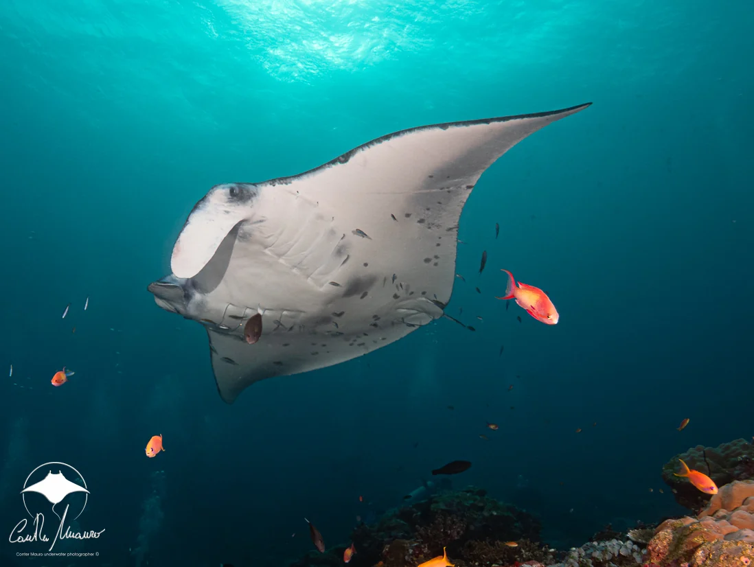 A manta ray passes over the coral in open water.