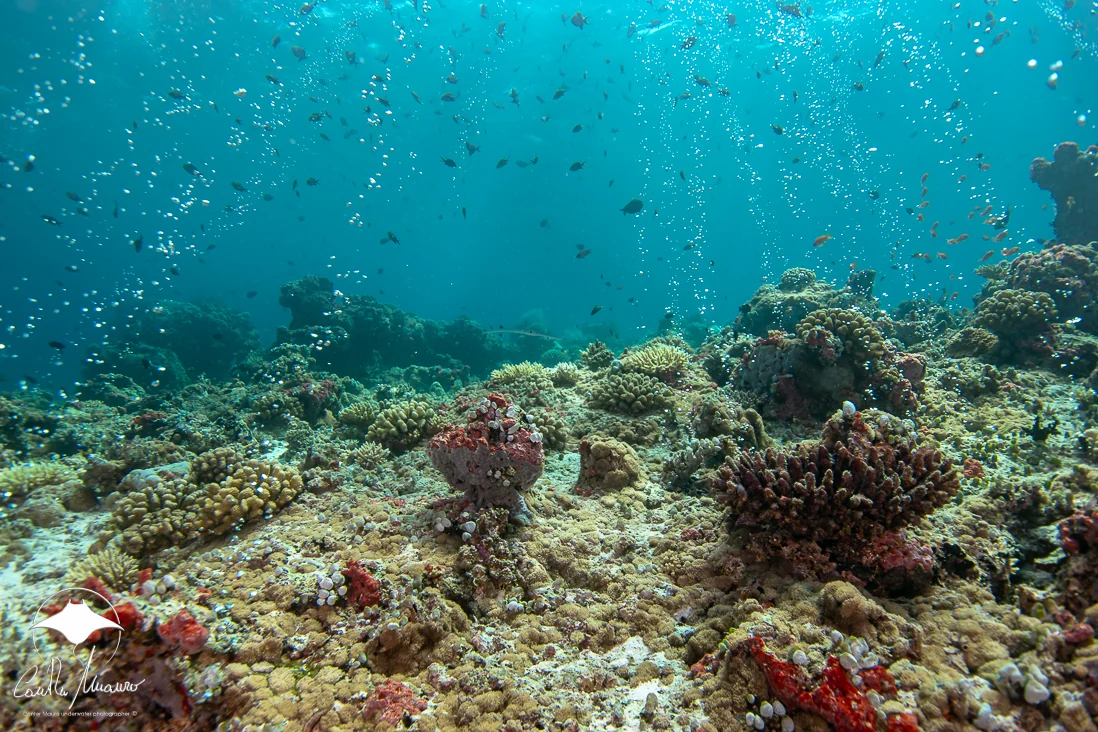 Divers explore a sunlit coral garden.
