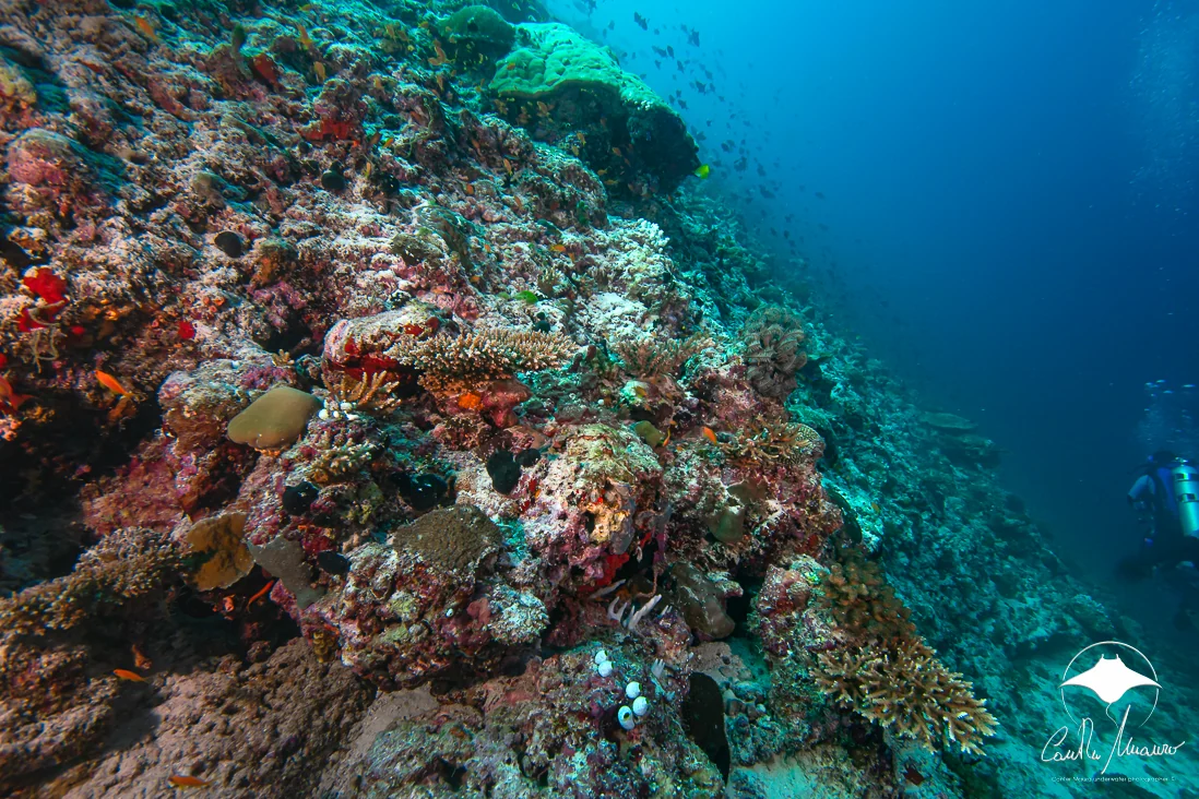 Hard corals spill down toward the blue.