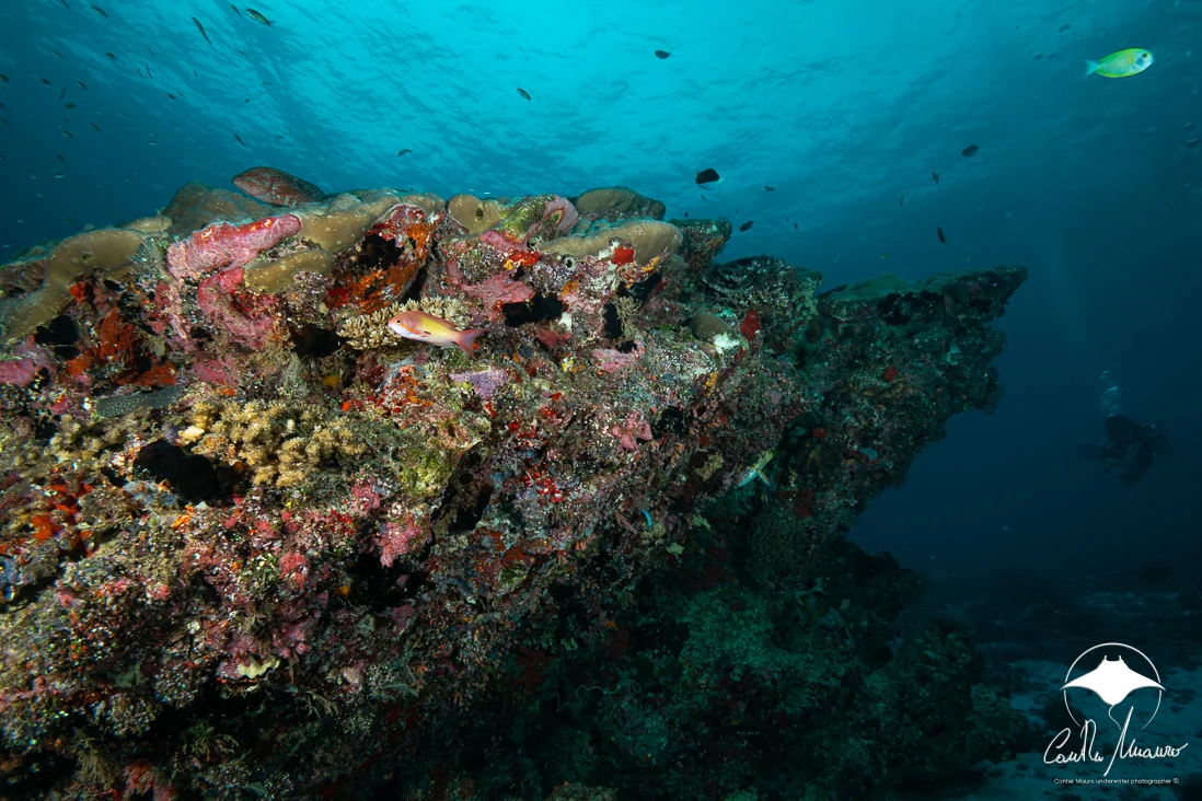 A diver follows the edge of a South Ari reef.