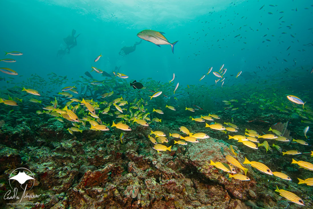 Schooling fish stream across the reef.