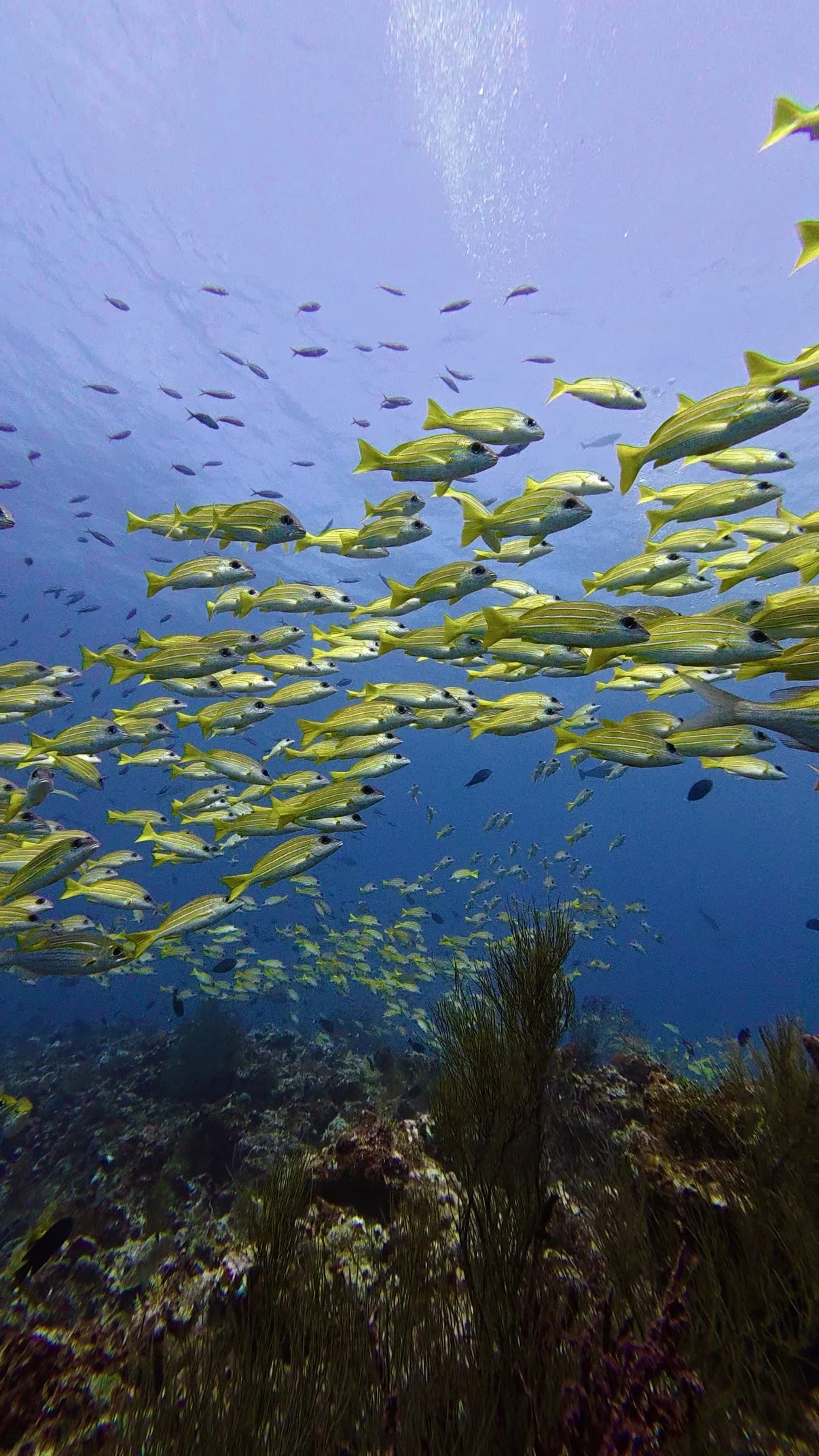 A river of yellow-lined snapper fills the blue.