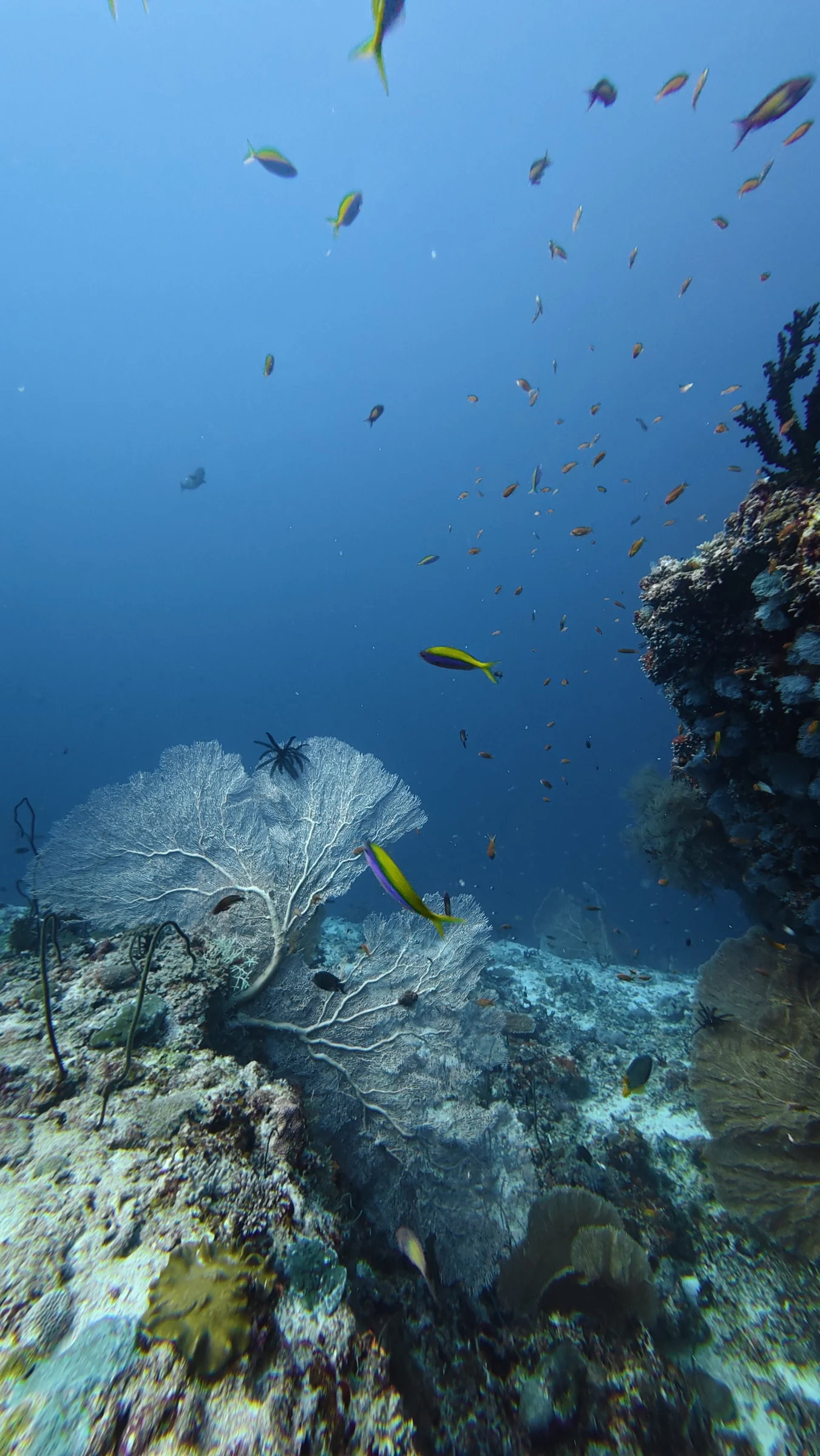 Sea fans frame the deep blue beyond the reef.