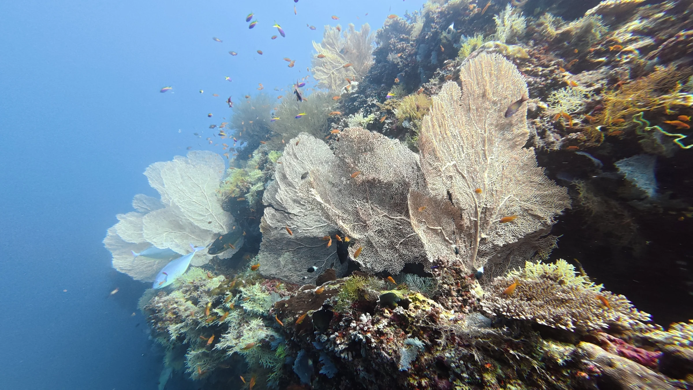 Large sea fans catch the current along the wall.