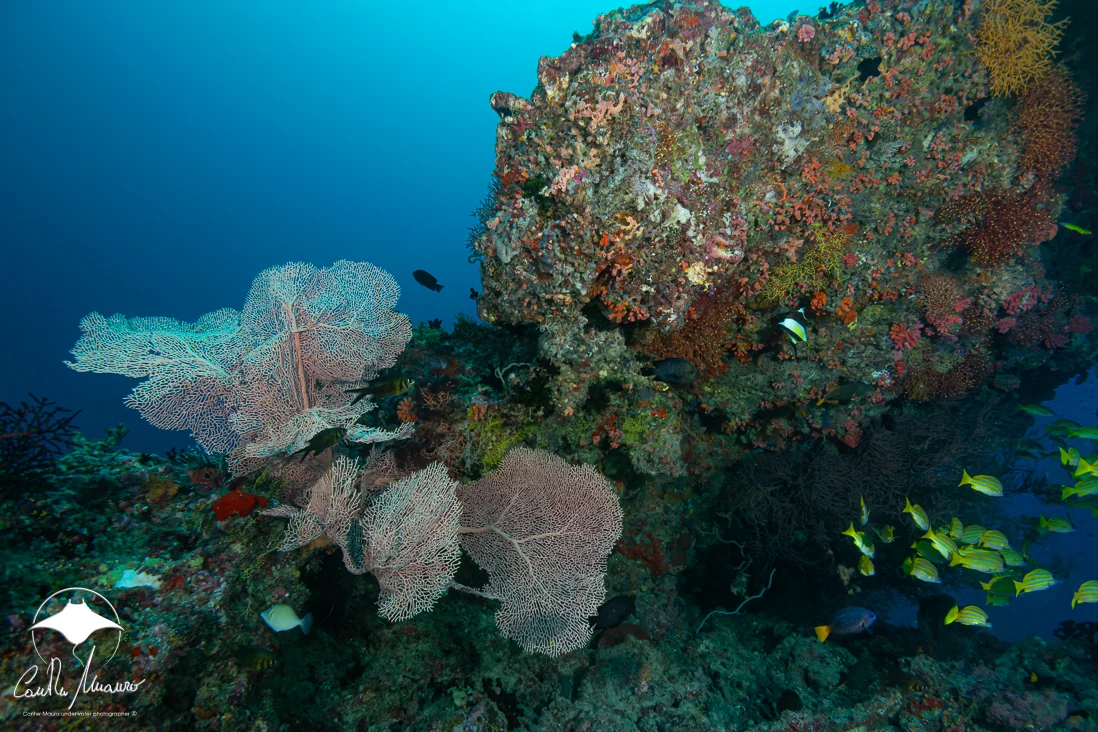Delicate sea fans spread beside a coral-covered pinnacle.