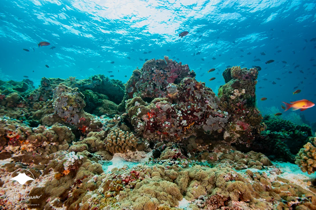 Clear water and thriving coral beneath the surface.