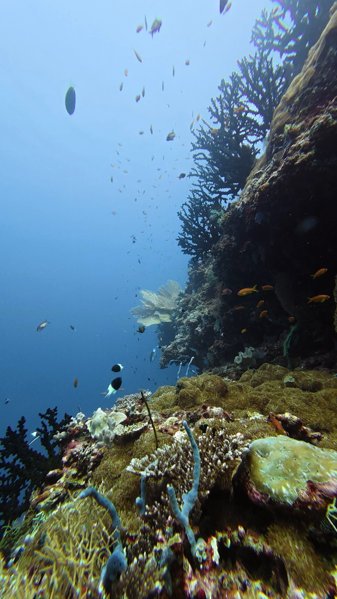 A steep reef face alive with fish and coral.